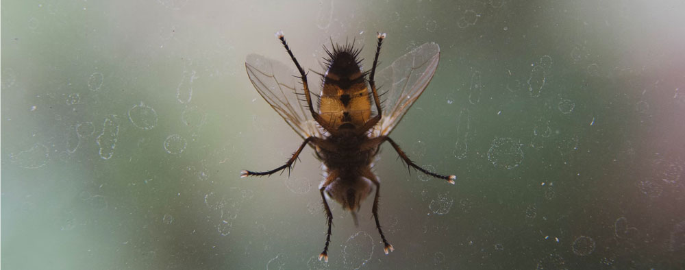 Genecient Fly Research